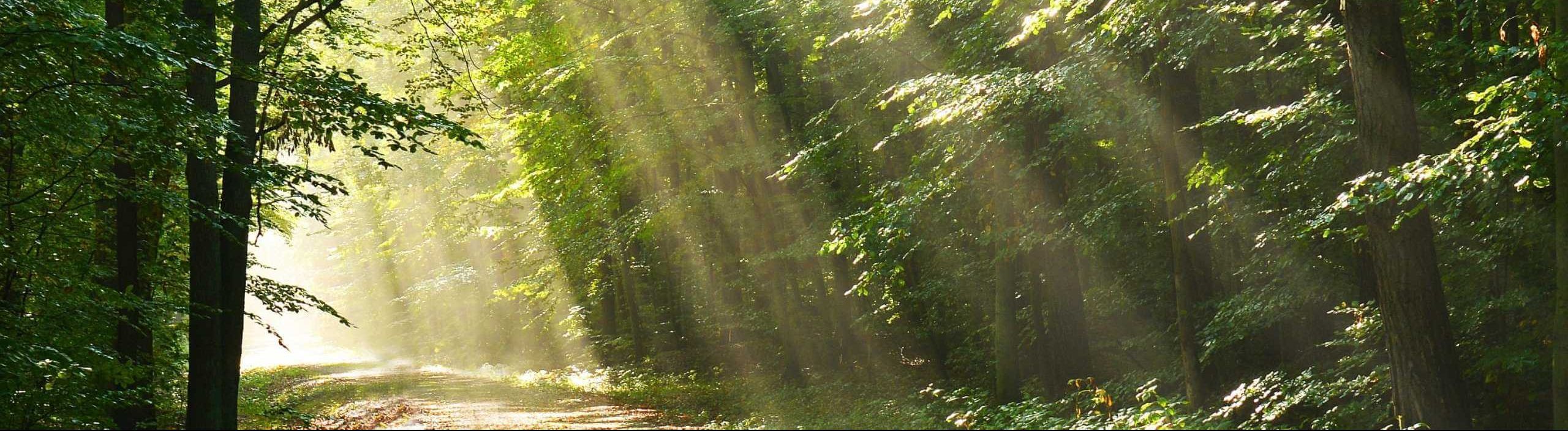 forest floor with sun peaking through trees