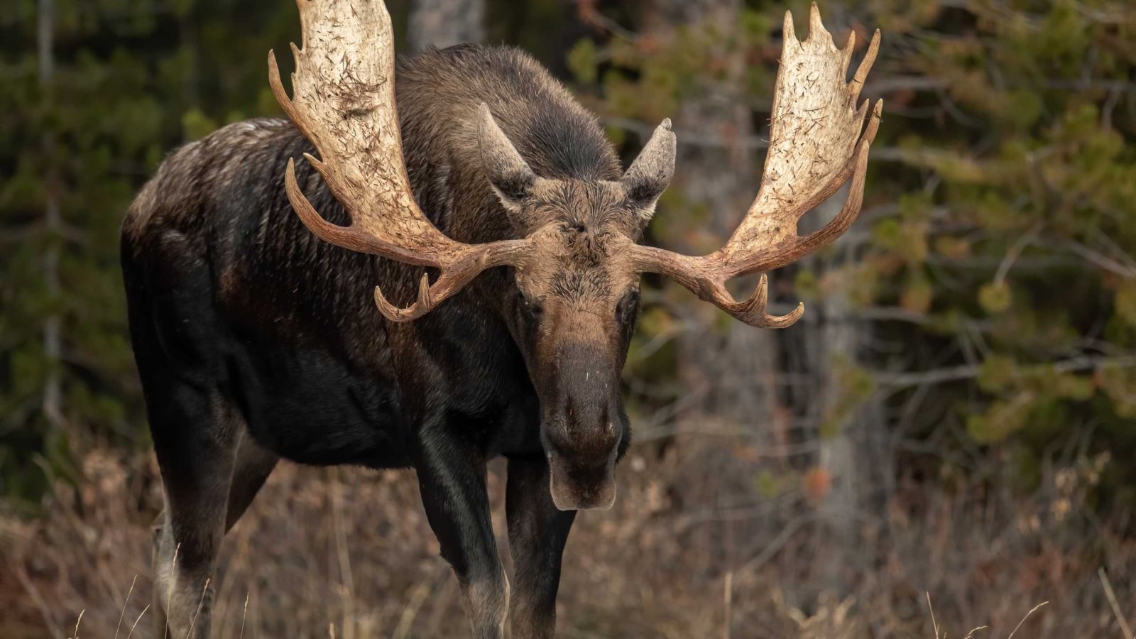 Moose showing antlers in the forest