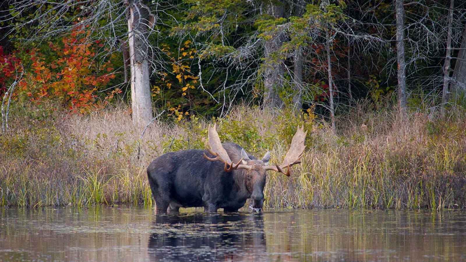 Photo of Moose in lake drinking water and forest in behind