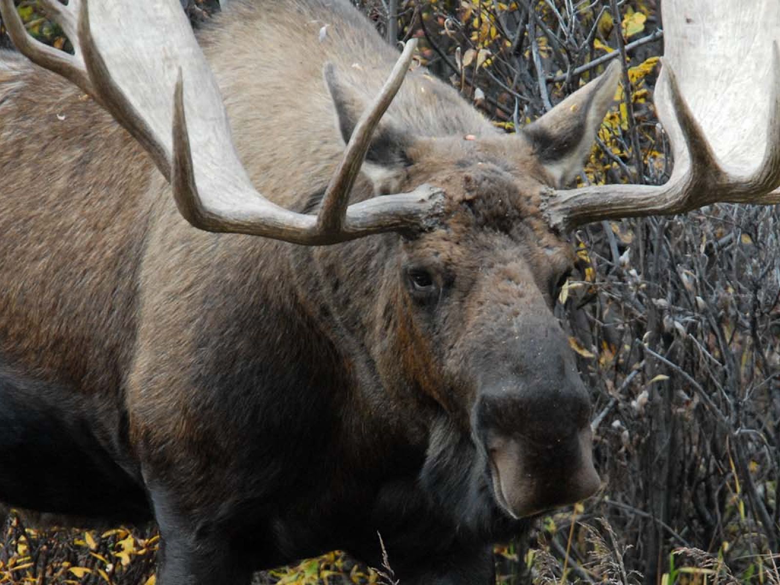 Photo of large moose in the forest