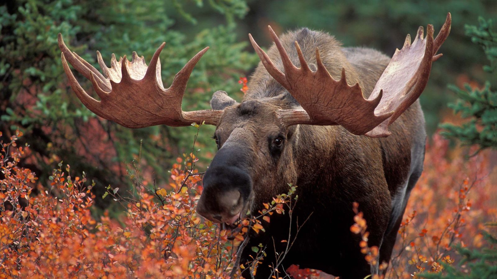 Ken Kapling Photo of moose grazing in the forest