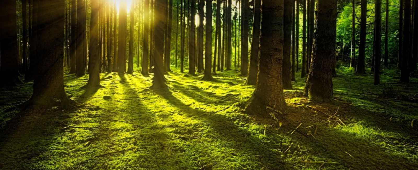 Forest scene with sun peaking through the trees