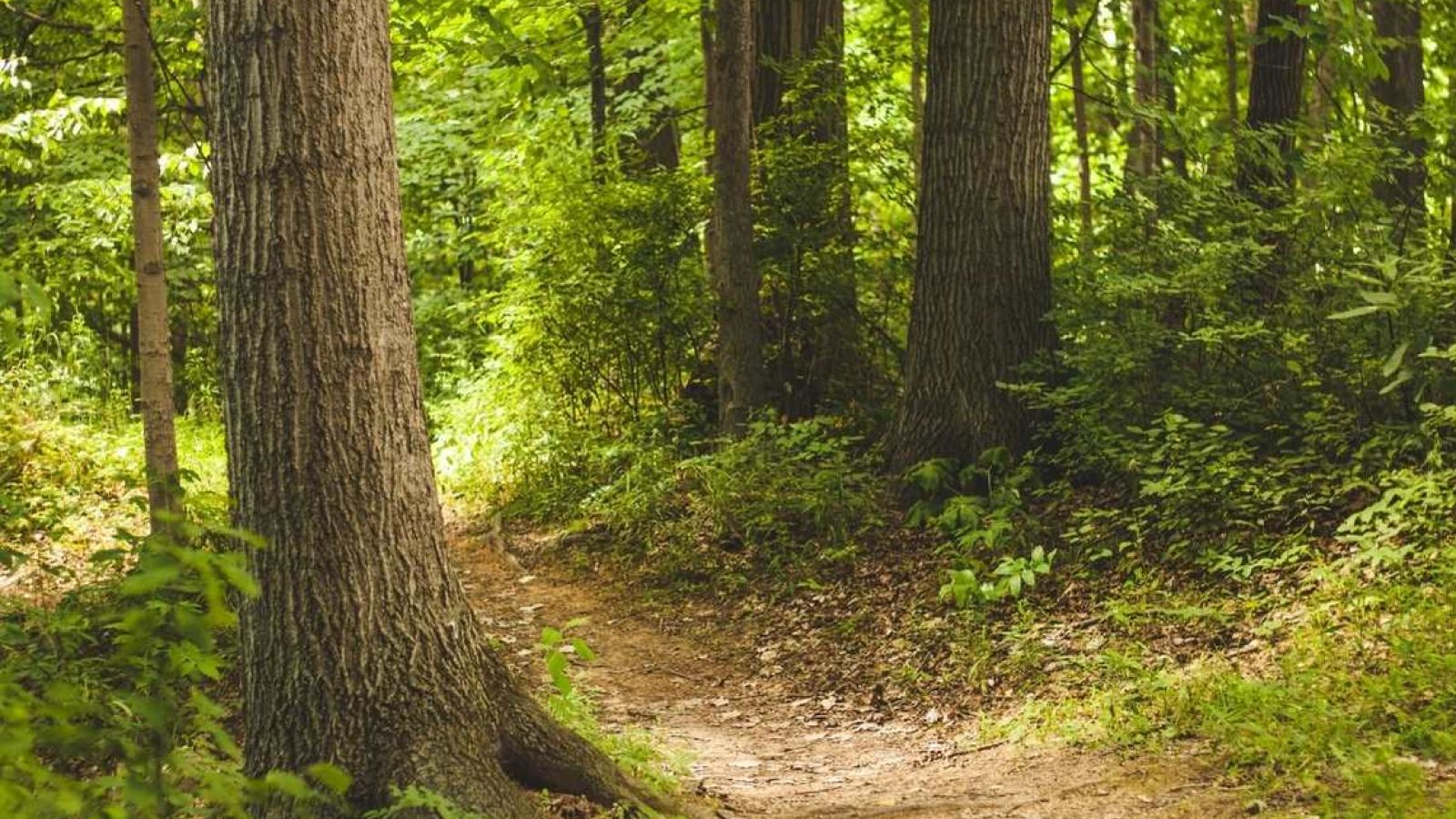 picture of forest trail