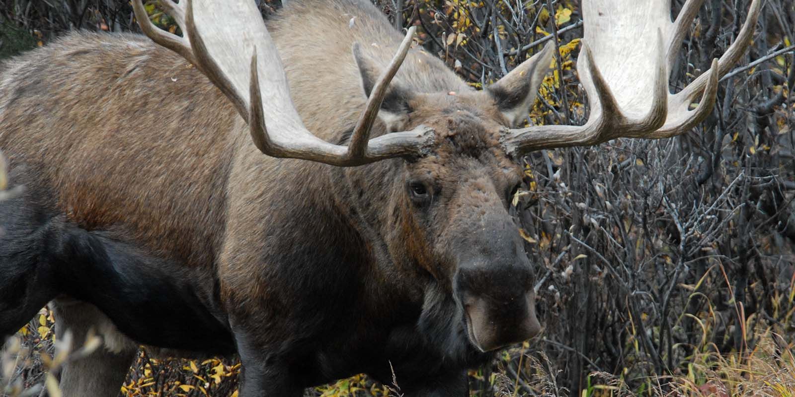 Photo of large moose in the forest