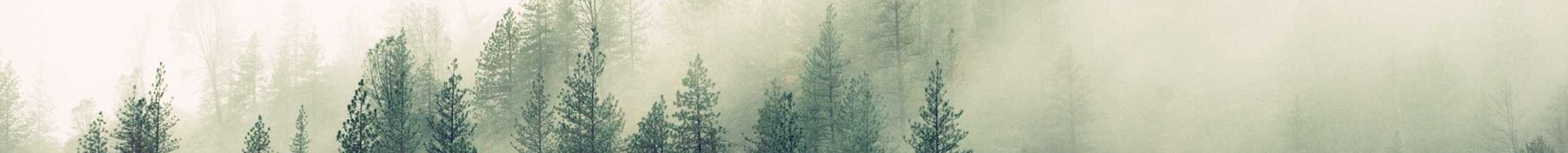 strip of forest and mist