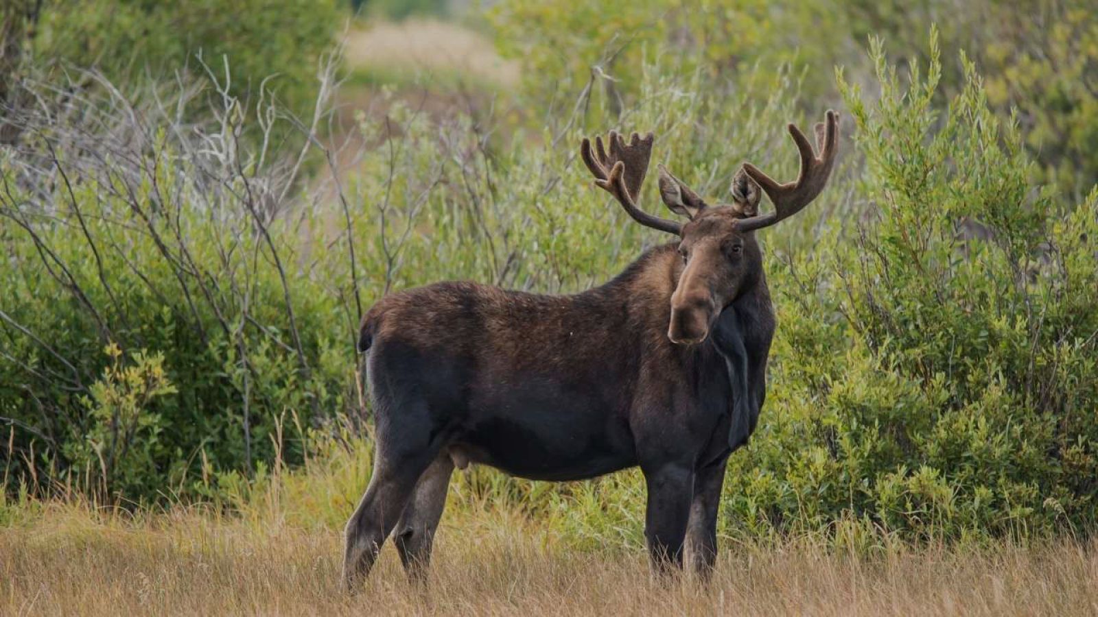 Moose in green lush forest