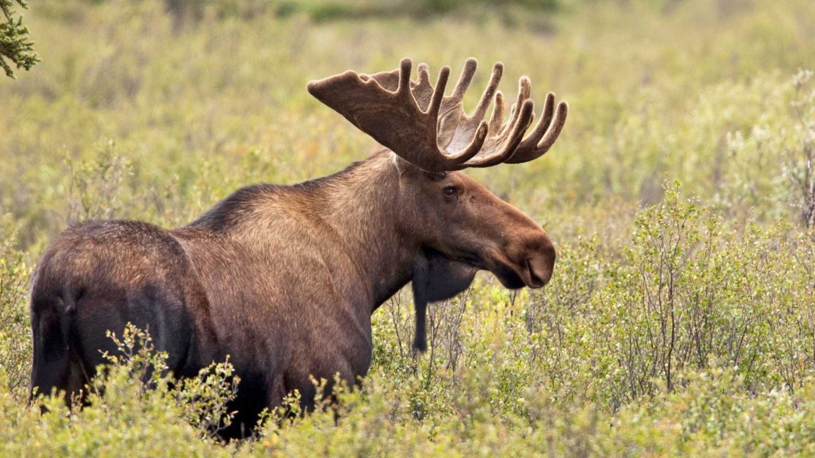 Photo of moose sitting in forest