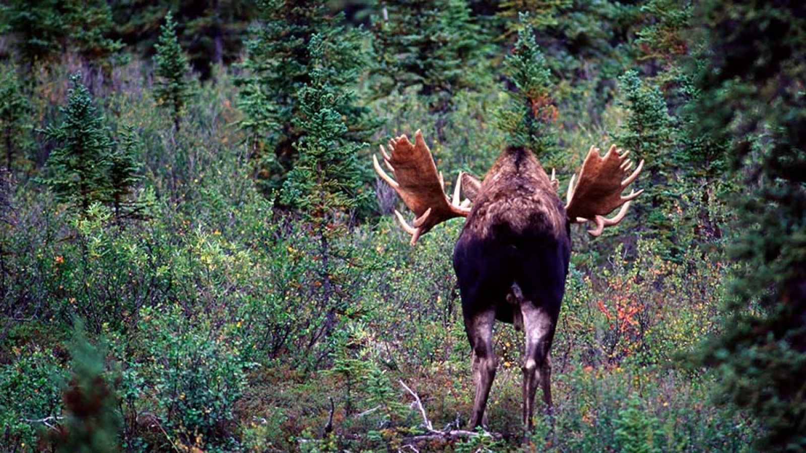 Behind of moose surrounded by forest