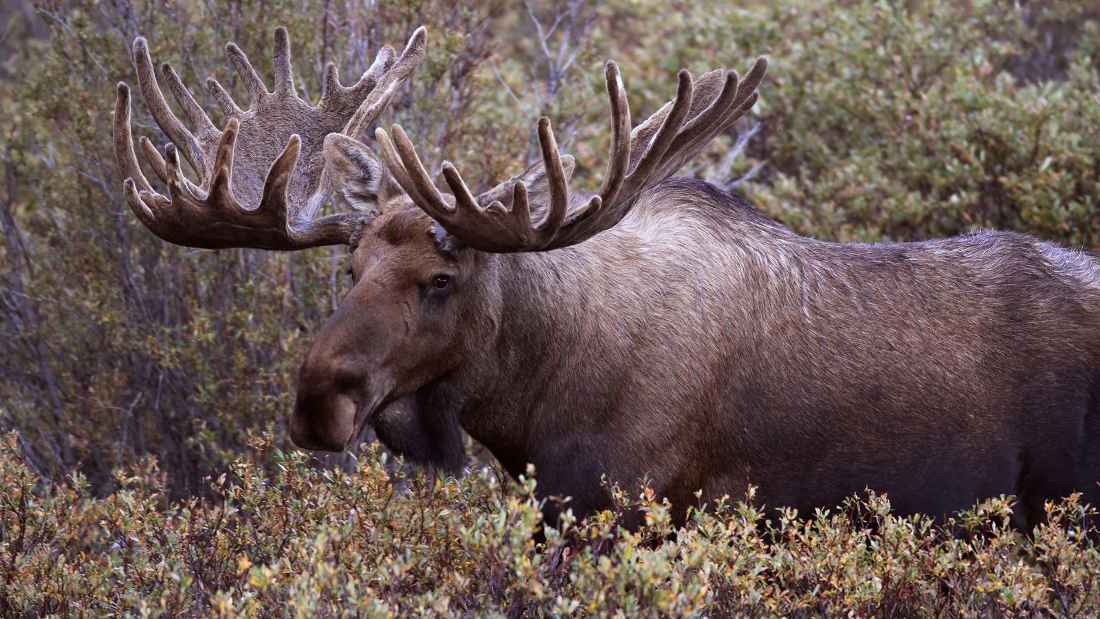 Picture of moose in the forest