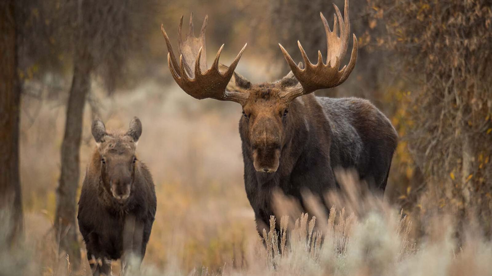 A mother cow moose with her calf in the meadow
