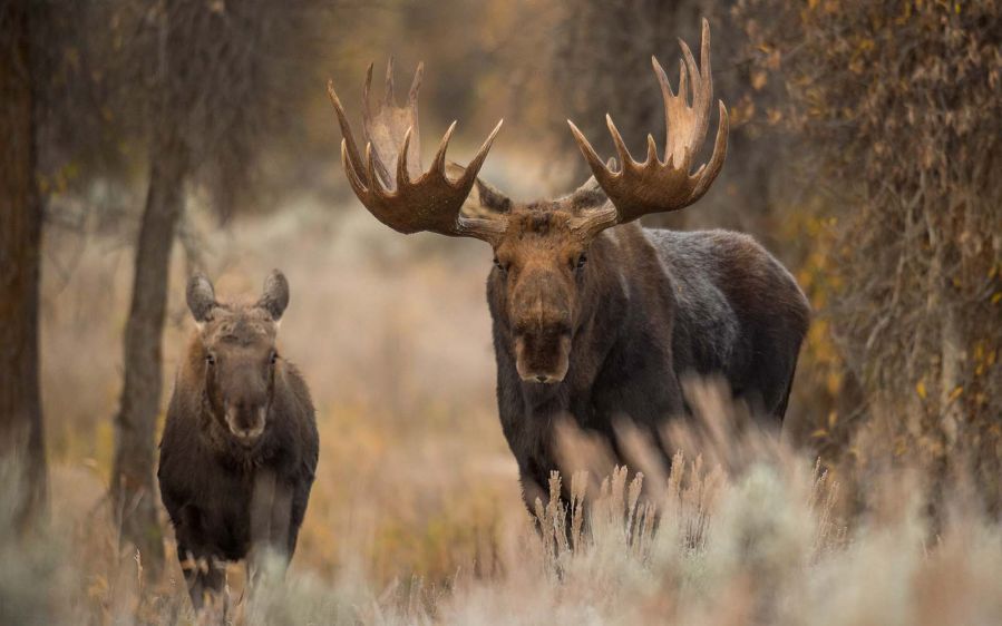 Photo of moose and young moose