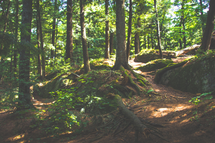 forest image with trail