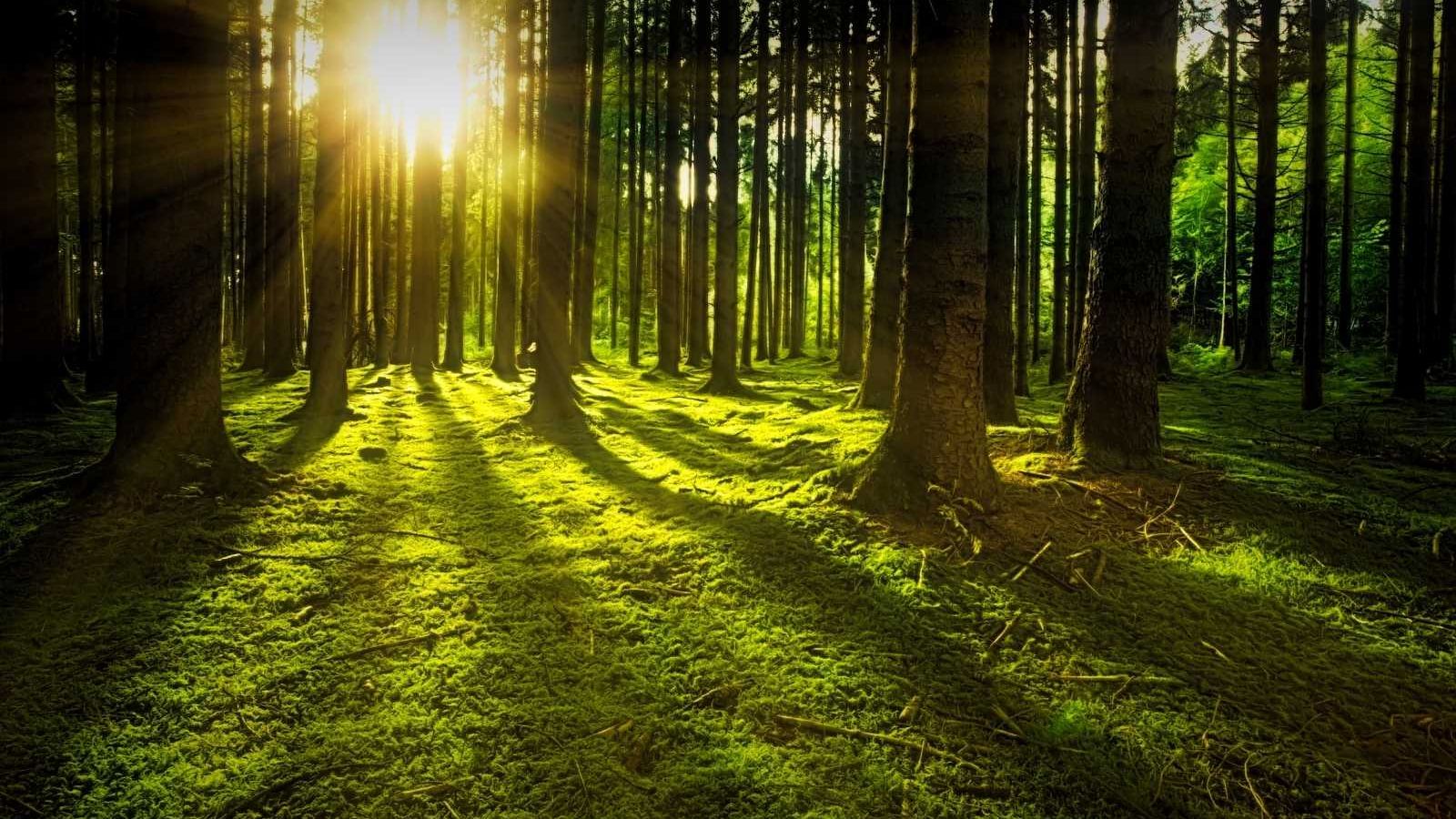 Forest scene with sun peaking through the trees