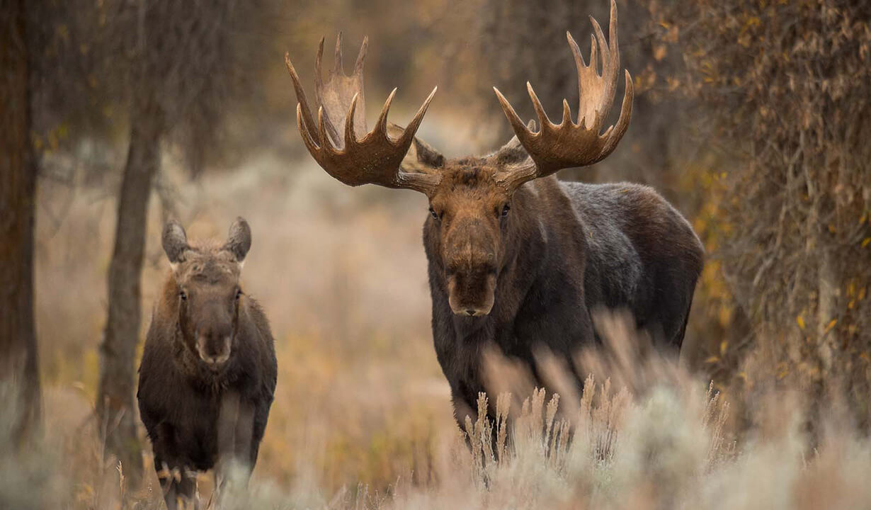 A mother cow moose with her calf in the meadow